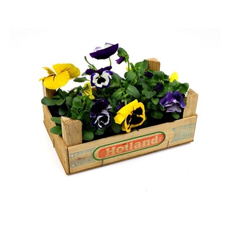 Hollands krat met viooltjes