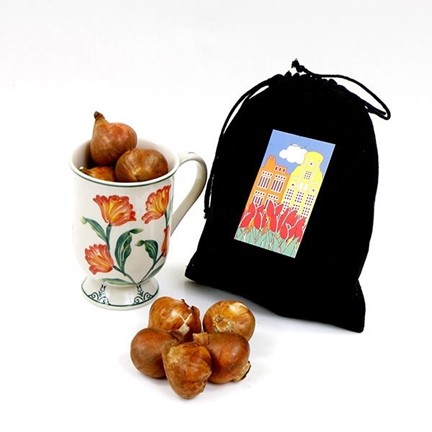 Tulpenmok met echte tulpenbollen