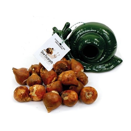 Slakkenval met tulpenbollen